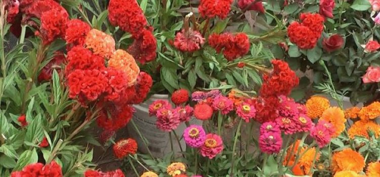 Flores de Maimará, colores de un pueblo